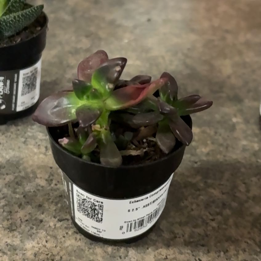 Photo of the plant species Echeveria compressicaulis by @HunkyChincactus named Ruby on Greg, the plant care app