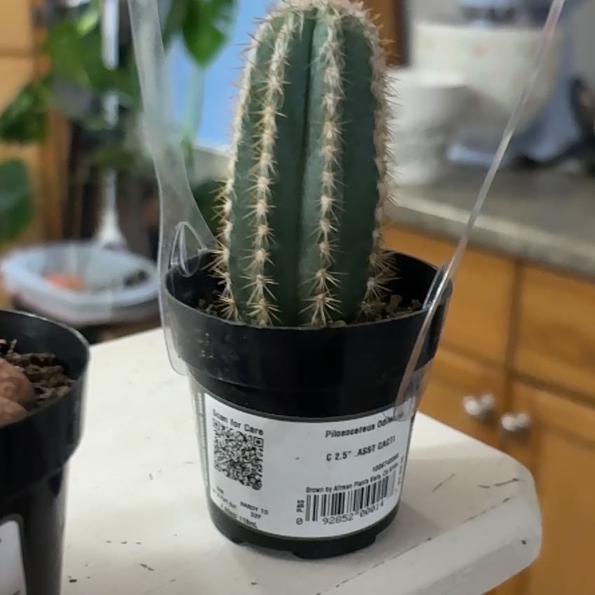 Photo of the plant species Pilosocereus odilensis by @HunkyChincactus named Carl on Greg, the plant care app
