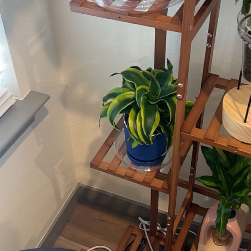Photo of the plant species Dracaena Tornado Twisted by @StarryPhlox named Cleopatra on Greg, the plant care app