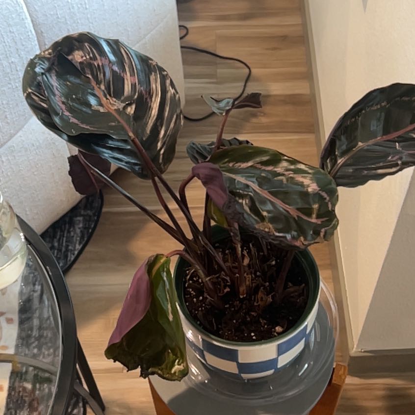 Photo of the plant species Calathea Dottie by @StarryPhlox named Aria on Greg, the plant care app