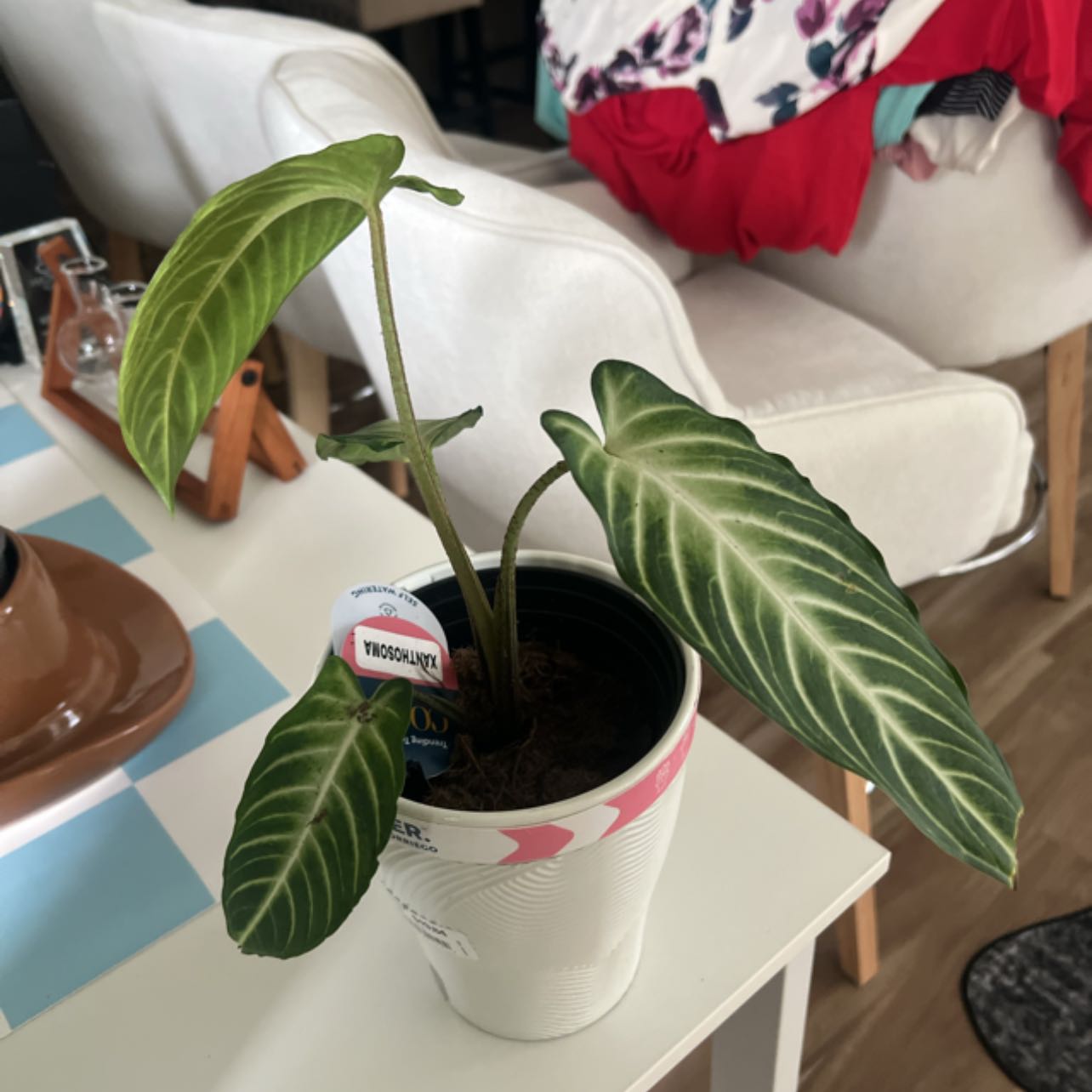 Photo of the plant species Xanthosoma Angel wings by @StarryPhlox named Sol on Greg, the plant care app