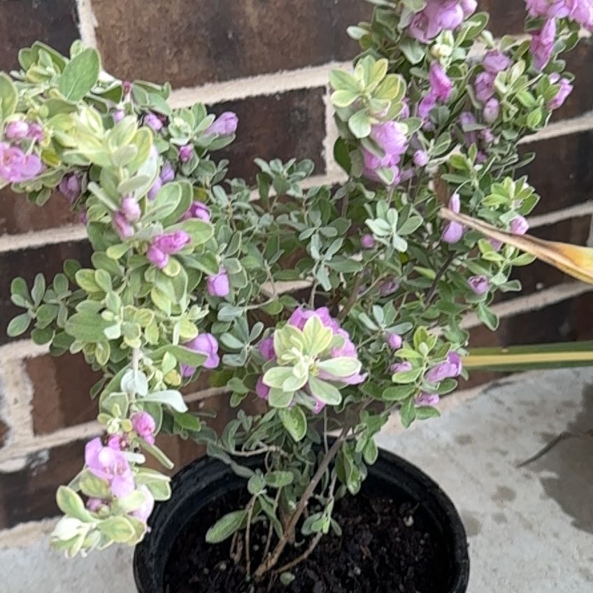 Photo of the plant species Texas Barometer Bush by @BusyTipa86 named Gregarious on Greg, the plant care app