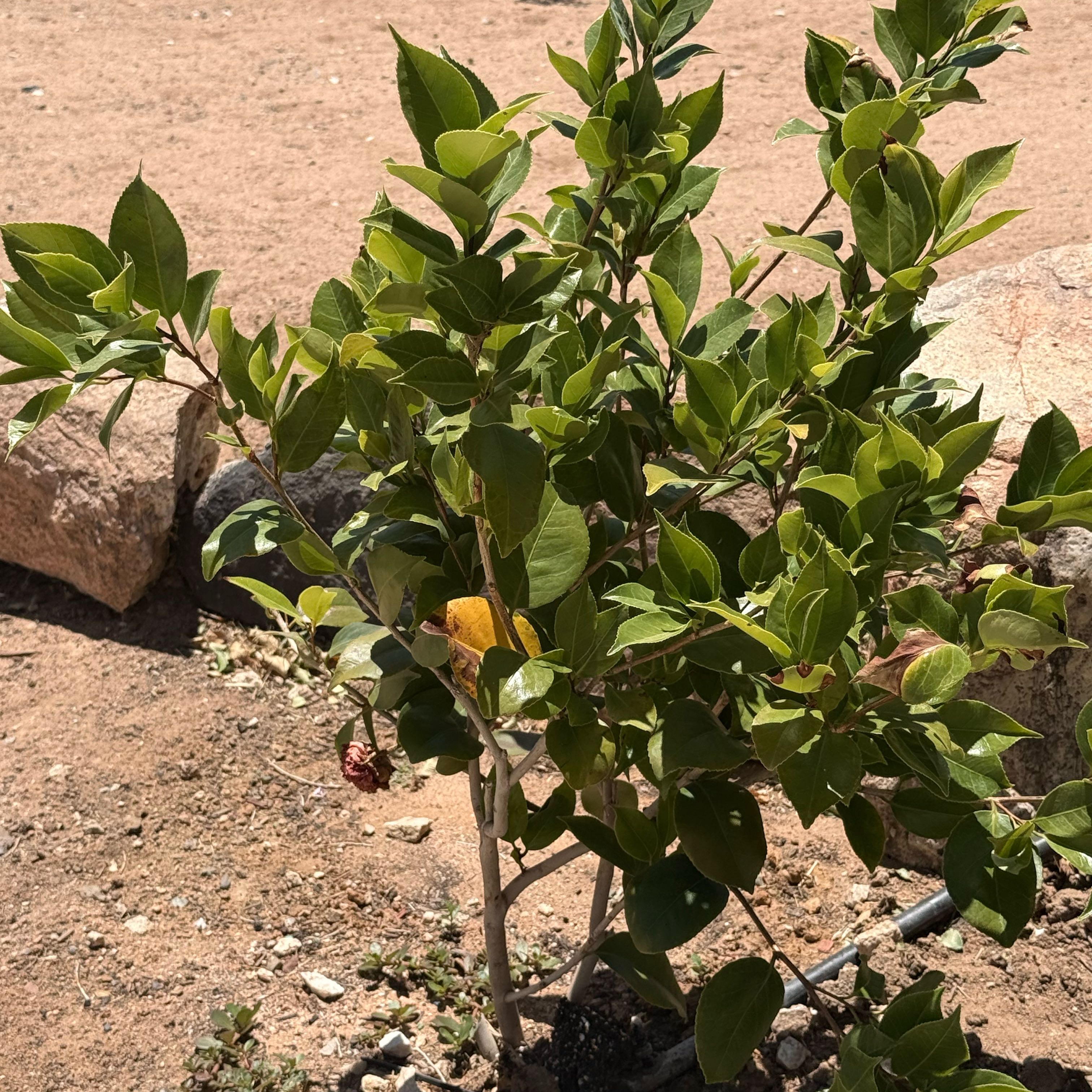 Photo of the plant species Camellia by @SassyKanna62 named Terra on Greg, the plant care app
