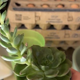 Photo of the plant species Echeveria 'Elfstone' by @PeakCapeivy77 named Bimbi on Greg, the plant care app