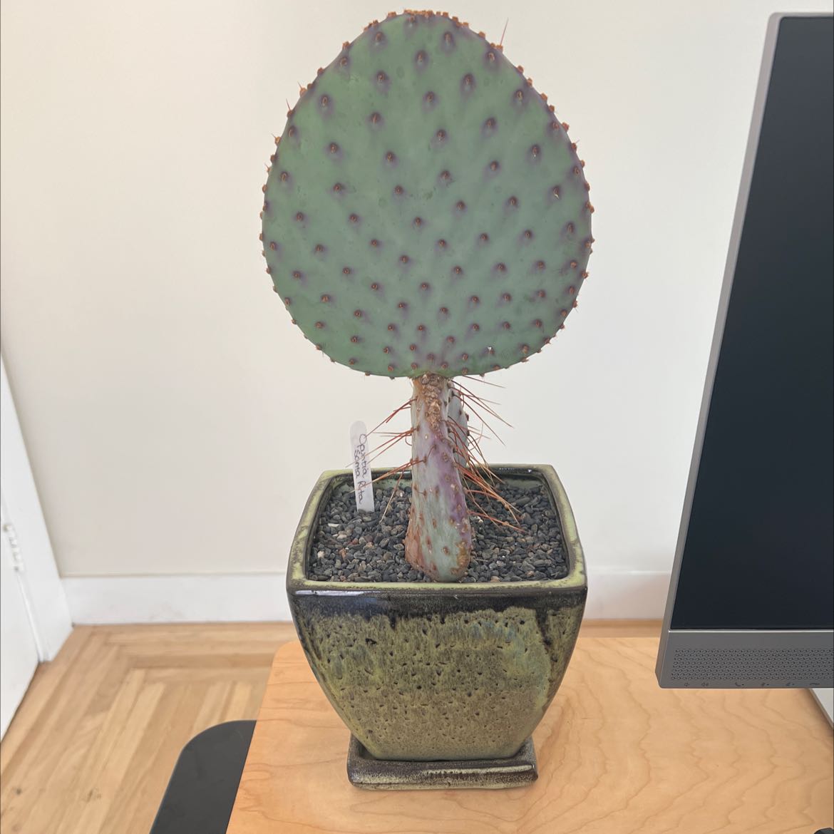Black-Spined Prickly Pear plant in a pot, healthy and well-framed.