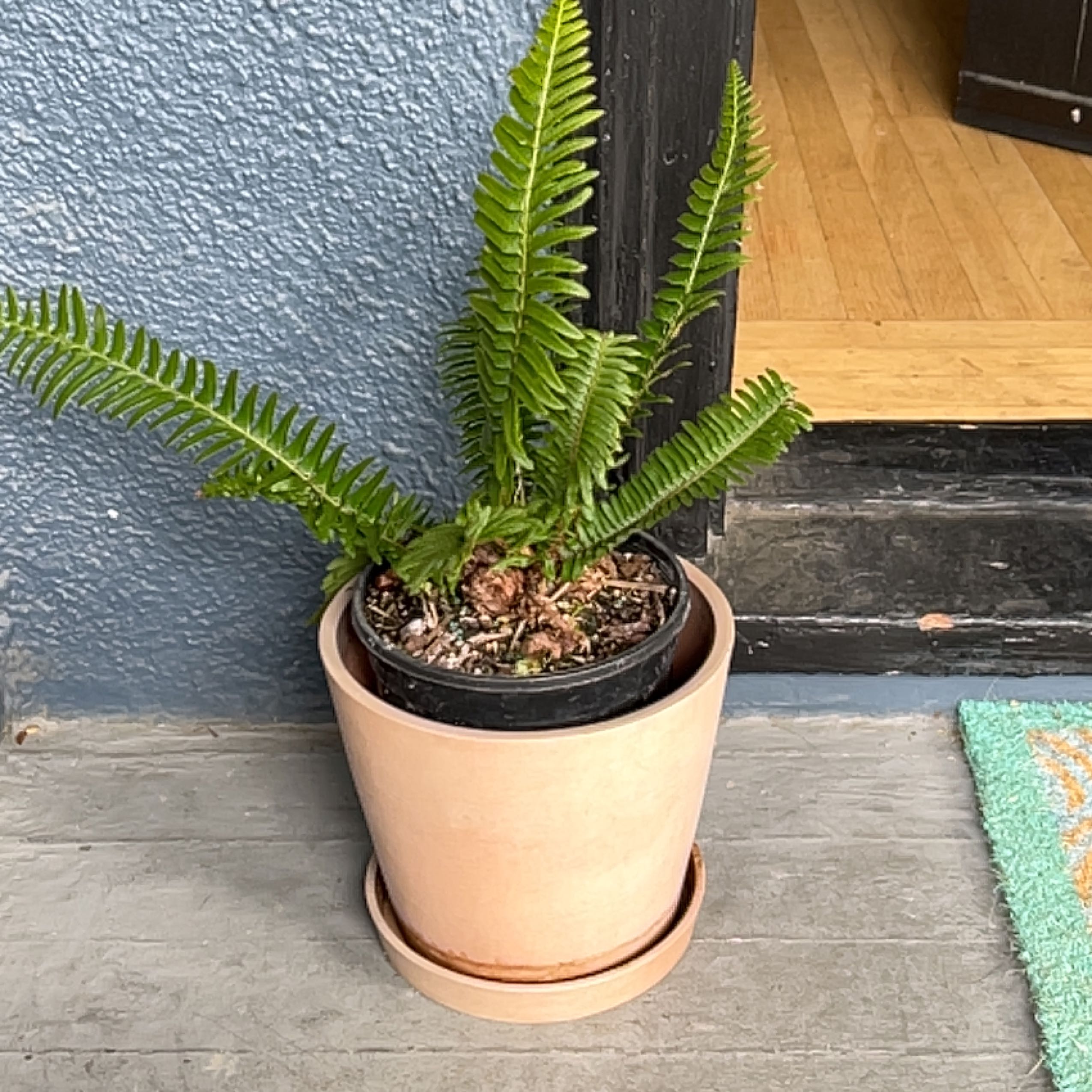 Potted Western Swordfern with vibrant green fronds near a doorway.
