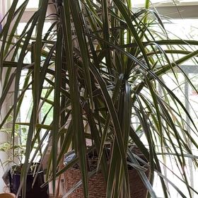 Photo of the plant species Madagascar Dragon Tree by @GiftedRyebrome4 named Asha on Greg, the plant care app
