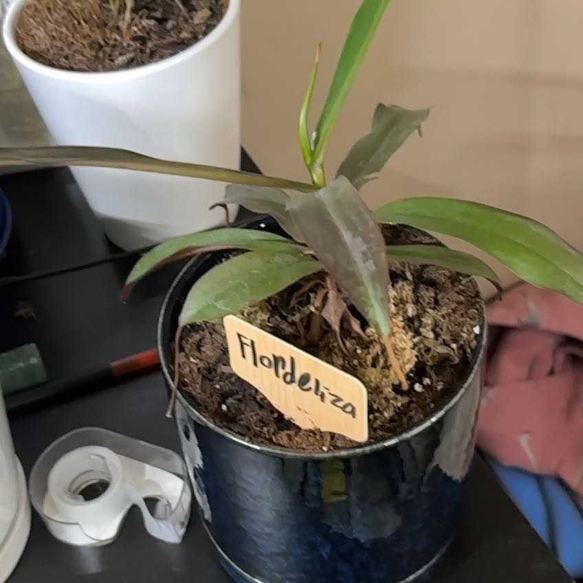 Flordeliza