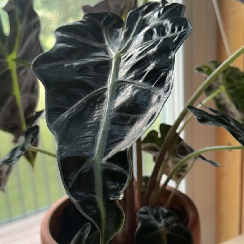 Photo of the plant species Alocasia Polly Pink Mint by @ExpertLacealoe8 named Leonardo on Greg, the plant care app