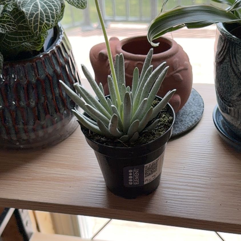 Photo of the plant species Blue Chalksticks by @ExpertLacealoe8 named Morgan Treeman on Greg, the plant care app