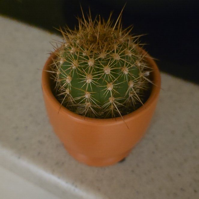 Photo of the plant species Trichocereus grandiflorus Hybrid by @SirRosilla2 named Cero on Greg, the plant care app