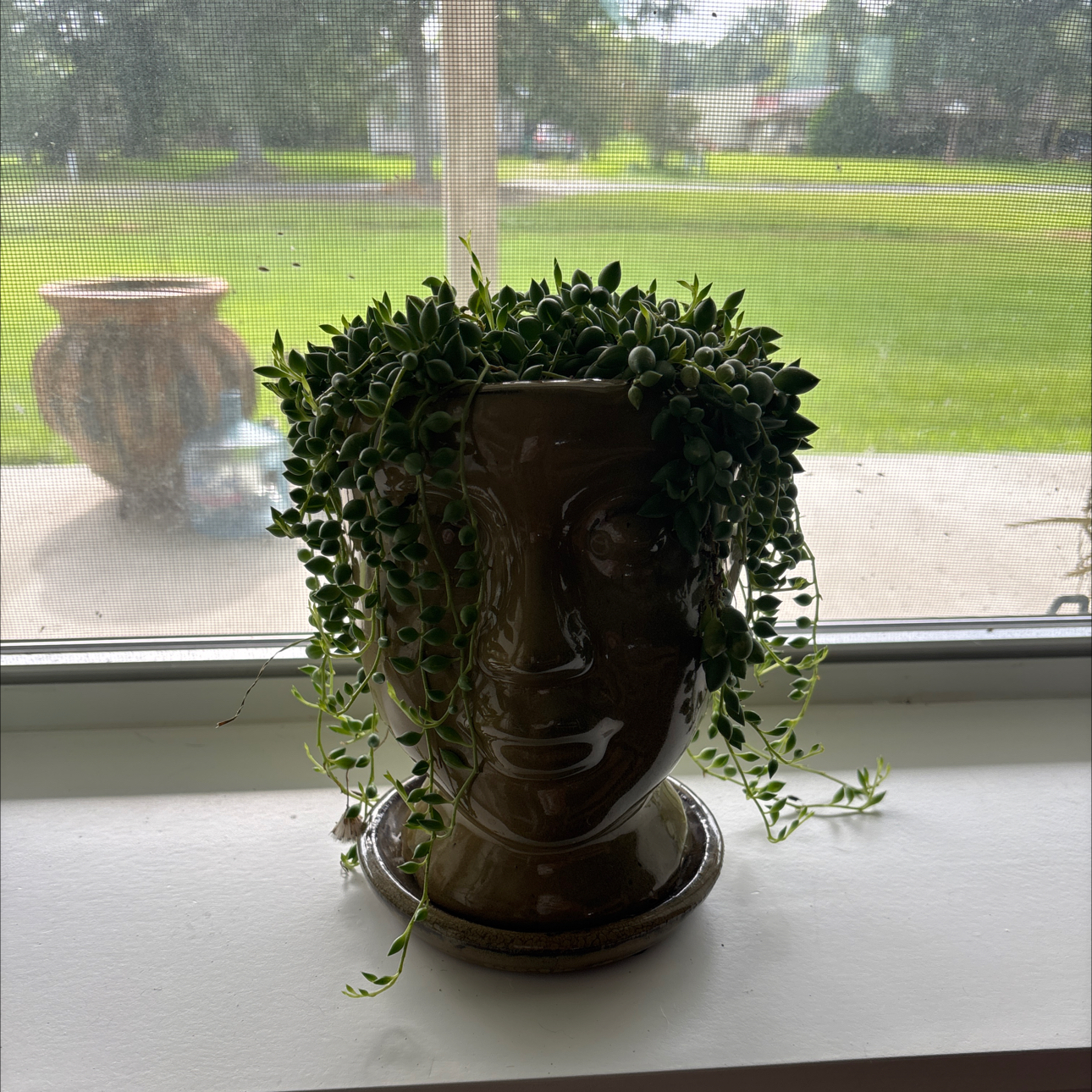 Photo of the plant species String of Raindrops by @EquippedMakura0 named Terra on Greg, the plant care app