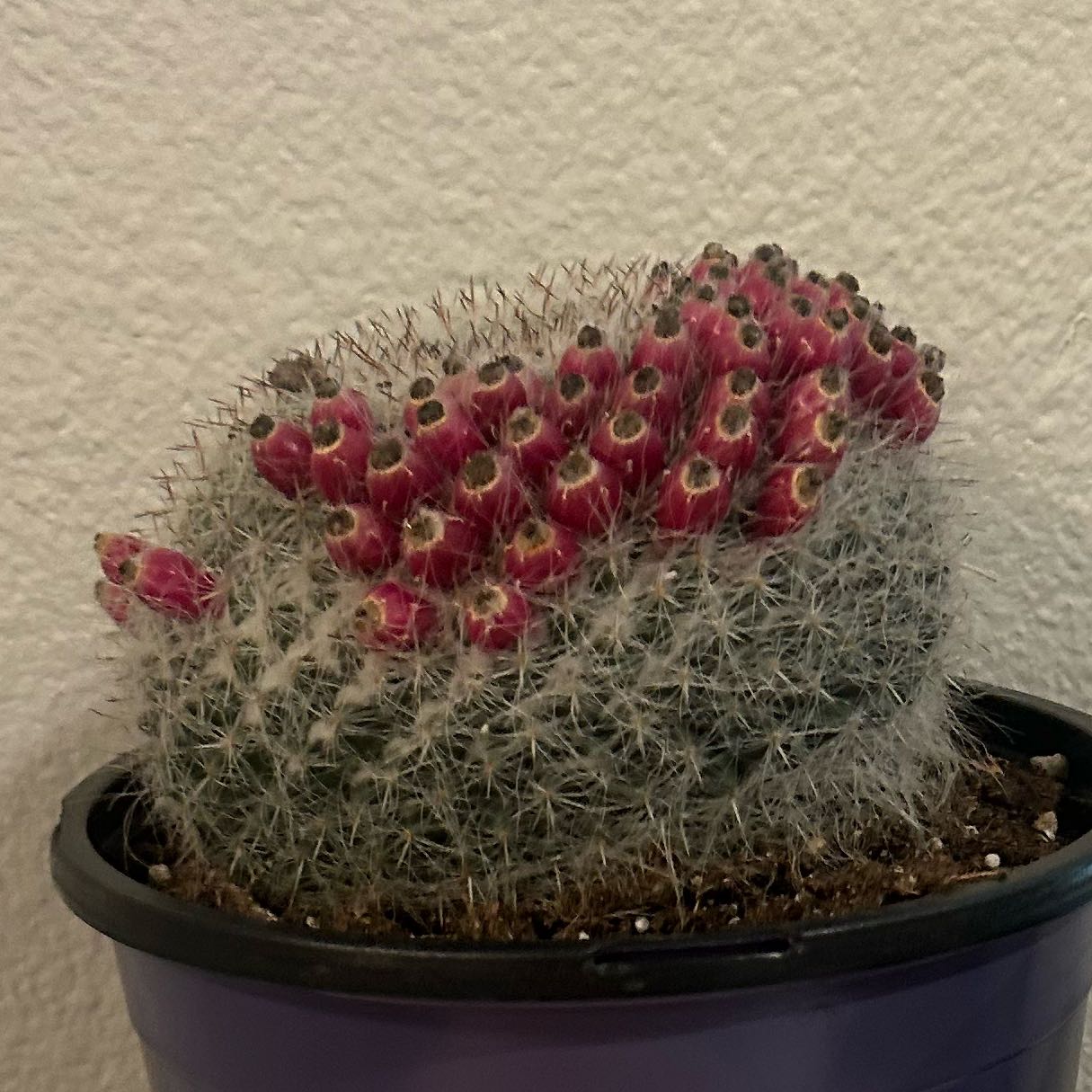 Photo of the plant species Old Lady Cactus by @TopWildchives62 named Momo on Greg, the plant care app
