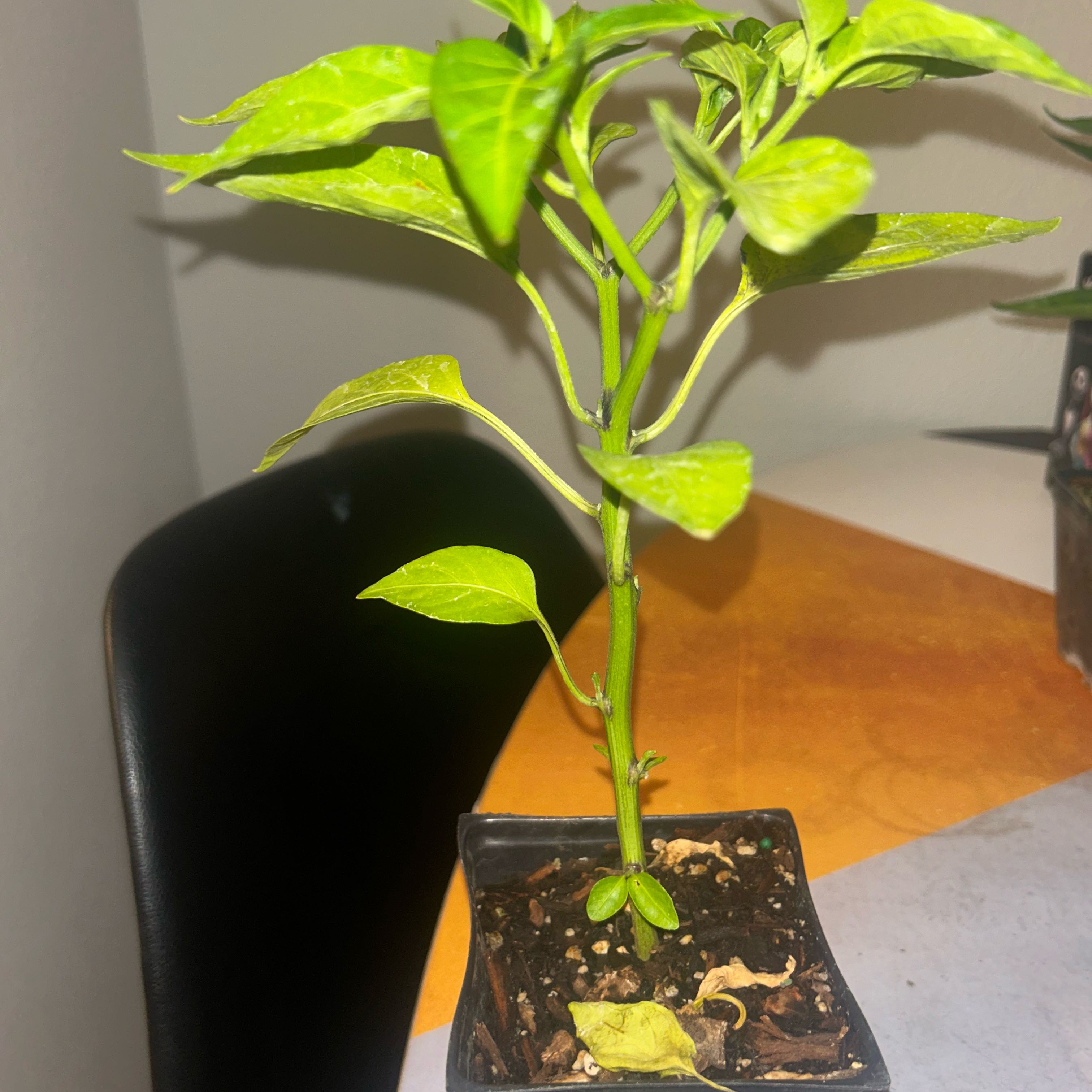 Photo of the plant species Habanero Pepper by @TopWildchives62 named Bieber on Greg, the plant care app