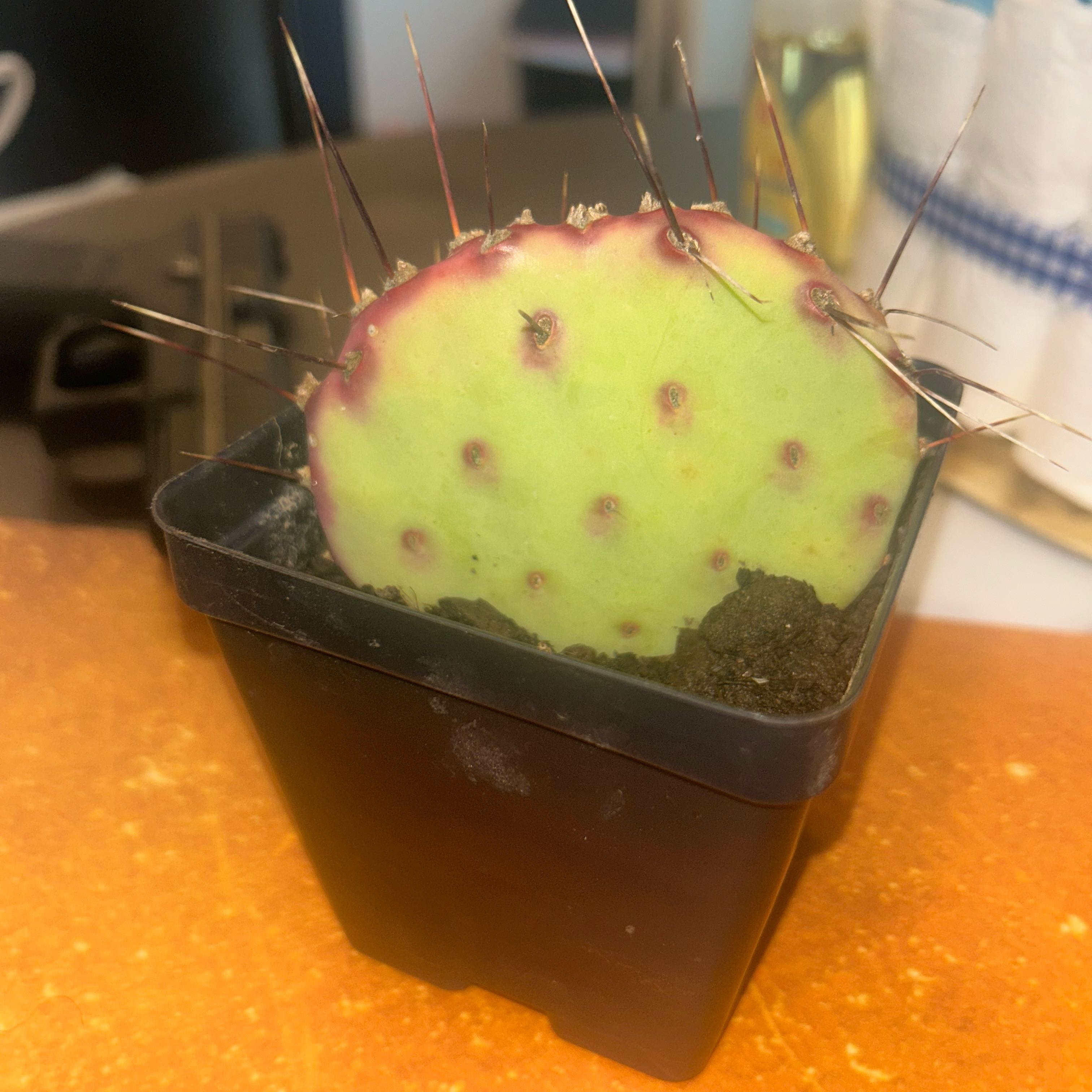 Photo of the plant species Santa Rita Prickly Pear 'Album' by @TopWildchives62 named Morado on Greg, the plant care app