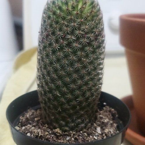 Photo of the plant species Coryphantha erecta by @PrimeBaibua28 named Darwin on Greg, the plant care app