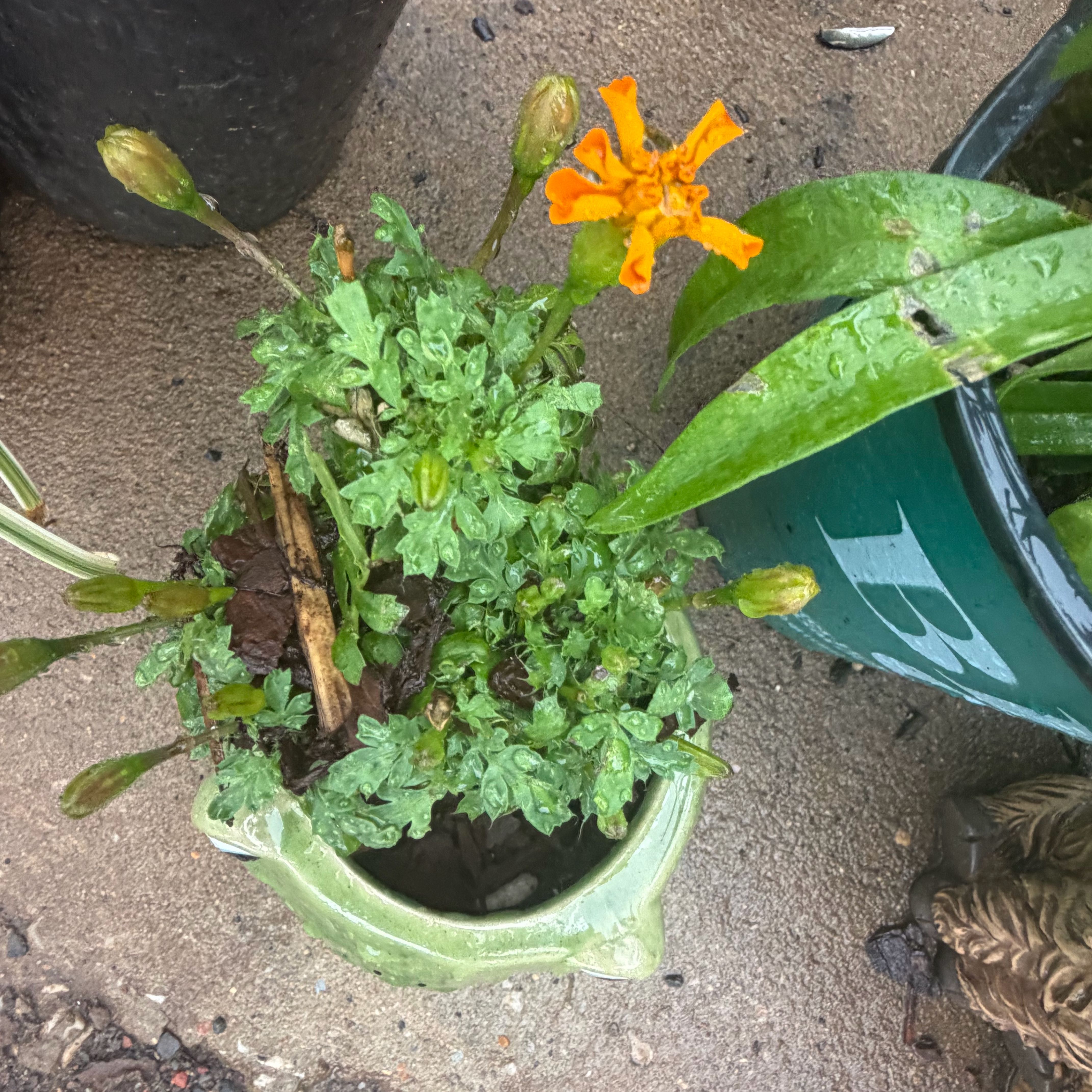 Photo of the plant species Orange Agoseris by @KindCatpalm61 named Gomez on Greg, the plant care app