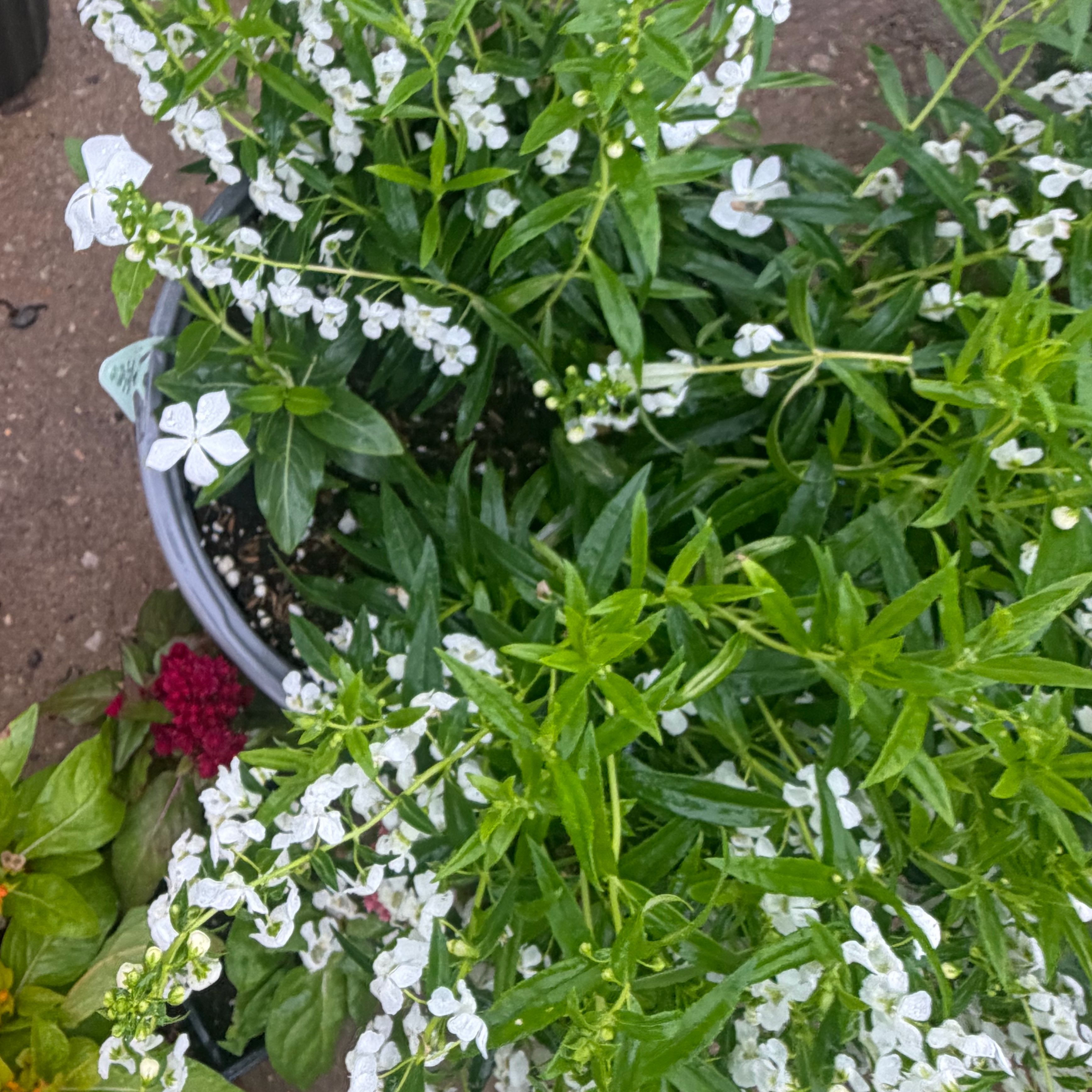 Photo of the plant species Sweet Alyssum by @KindCatpalm61 named Mando on Greg, the plant care app