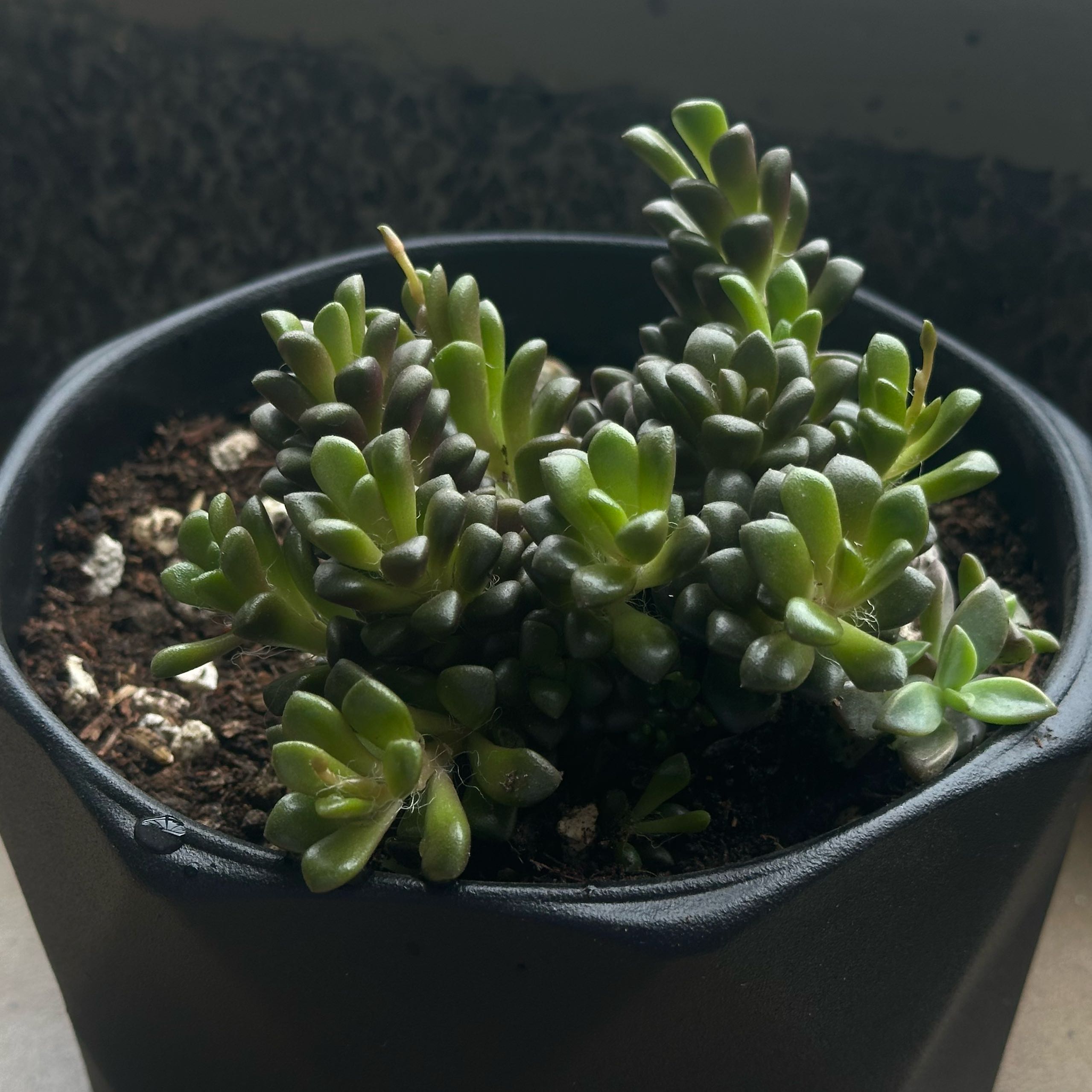 Photo of the plant species Anacampseros retusa by María josé  named Oscar on Greg, the plant care app