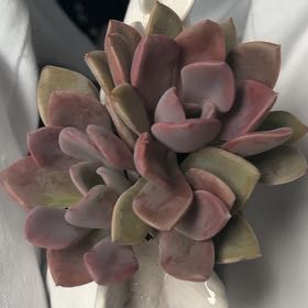 Photo of the plant species Graptoveria Debbi by María josé  named Sanders on Greg, the plant care app