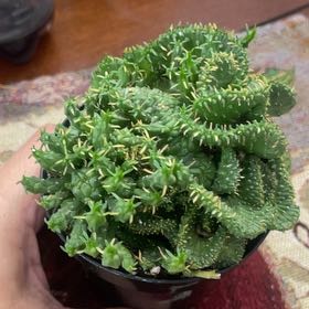 Photo of the plant species Medusa's Head by @DaintyRimu15 named Athena on Greg, the plant care app