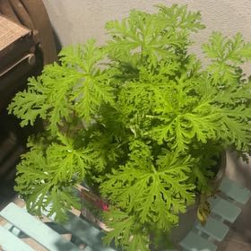 Photo of the plant species Citronella (anti-mosquito plant) by @DaintyRimu15 named Remington on Greg, the plant care app