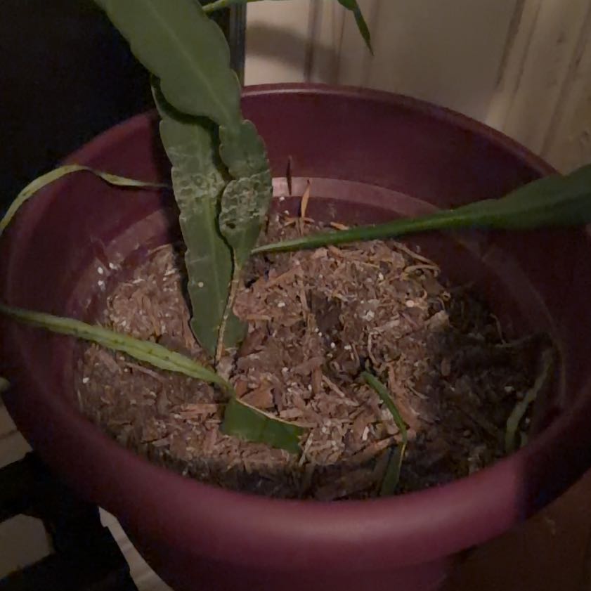 Photo of the plant species Lady of the Night by @FacileAjwain49 named Cynthia on Greg, the plant care app
