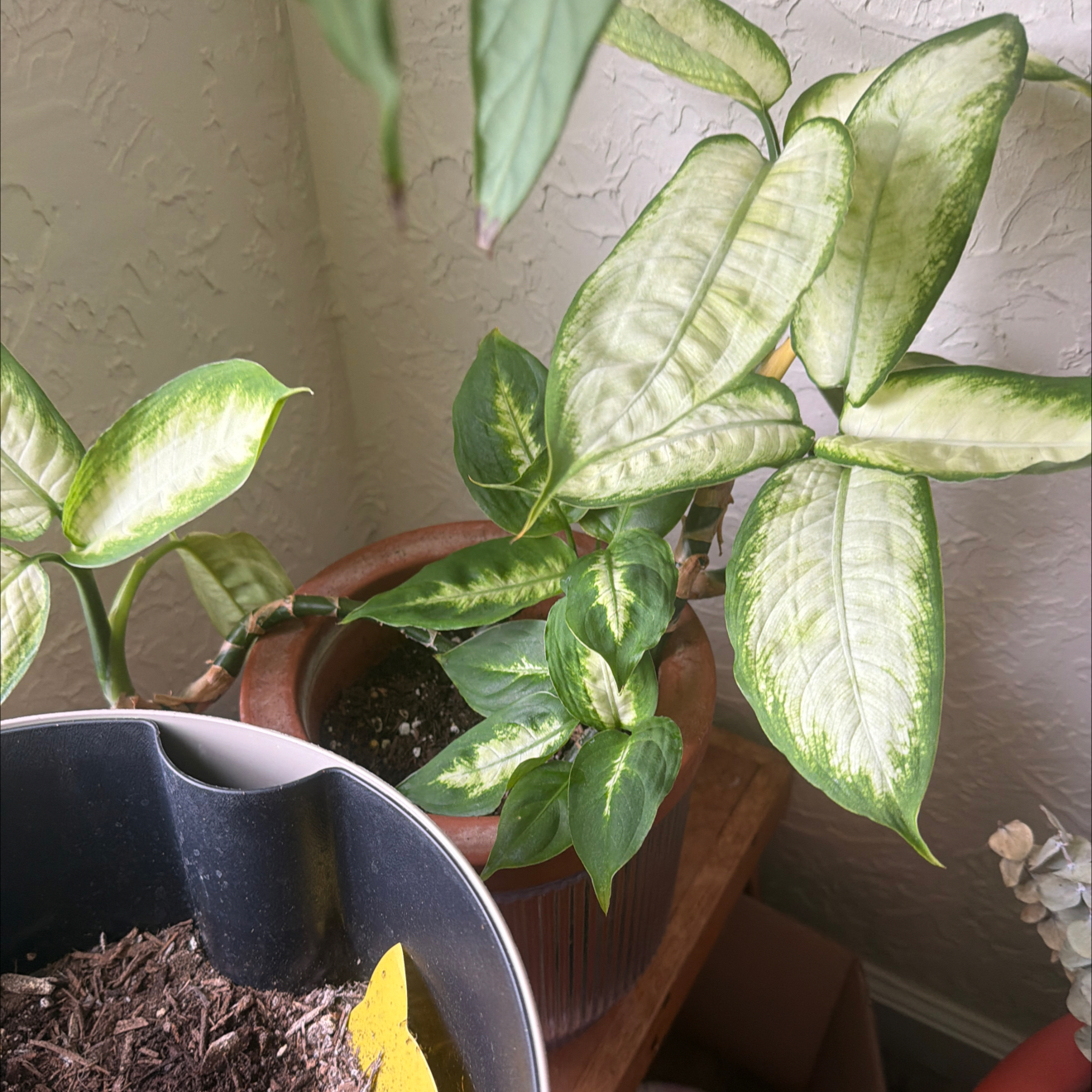 Photo of the plant species Diffenbachia Mariana by @FacileAjwain49 named Xena on Greg, the plant care app