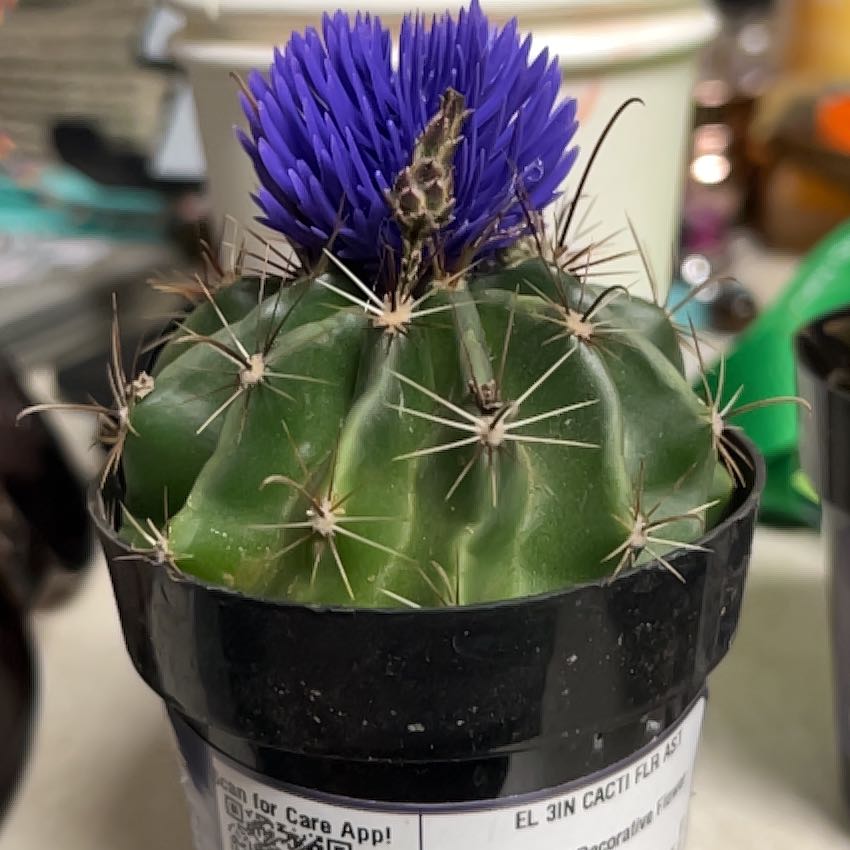 Photo of the plant species Texas Barrel Cactus by @AstuteRedfir named Sahara on Greg, the plant care app