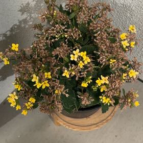 Photo of the plant species Creeping Woodsorrel by @VastNoognug38 named Willow on Greg, the plant care app