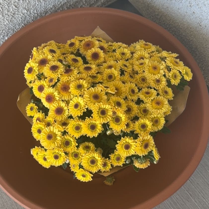 Photo of the plant species Marguerite Daisy by @VastNoognug38 named Bieber on Greg, the plant care app