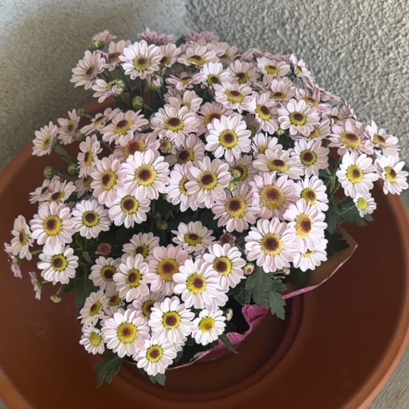 Photo of the plant species Marguerite Daisy by @VastNoognug38 named Bigleef Smalls on Greg, the plant care app