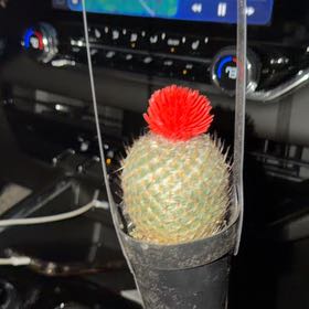 Photo of the plant species Mammillaria albilanata by @HardyPlain77 named Kylie on Greg, the plant care app