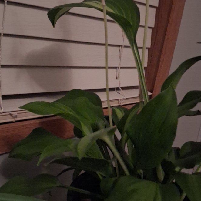 Photo of the plant species Hosta by @Xandreva named Sanders on Greg, the plant care app