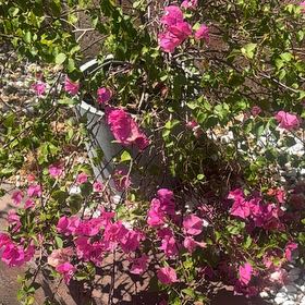 Photo of the plant species Lesser Bougainvillea by @ImportantTutu41 named Bigleef Smalls on Greg, the plant care app