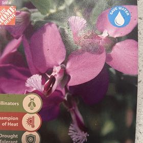 Photo of the plant species Sweet Pea Bush by @ExpertCoconut64 named Mochi on Greg, the plant care app