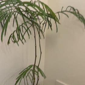 Photo of the plant species Japanese Everfresh Tree by @KindRichweed41 named Doja Cat on Greg, the plant care app