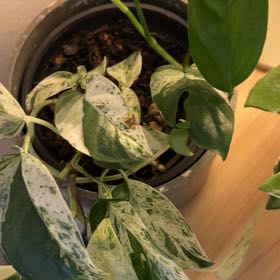 Photo of the plant species Swiss Cheese Plant by @KindRichweed41 named Naomi on Greg, the plant care app