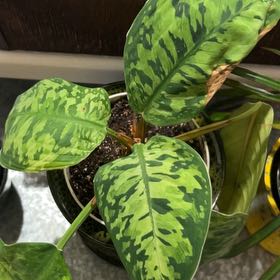 Photo of the plant species King of Hearts by @KindRichweed41 named Harmony on Greg, the plant care app