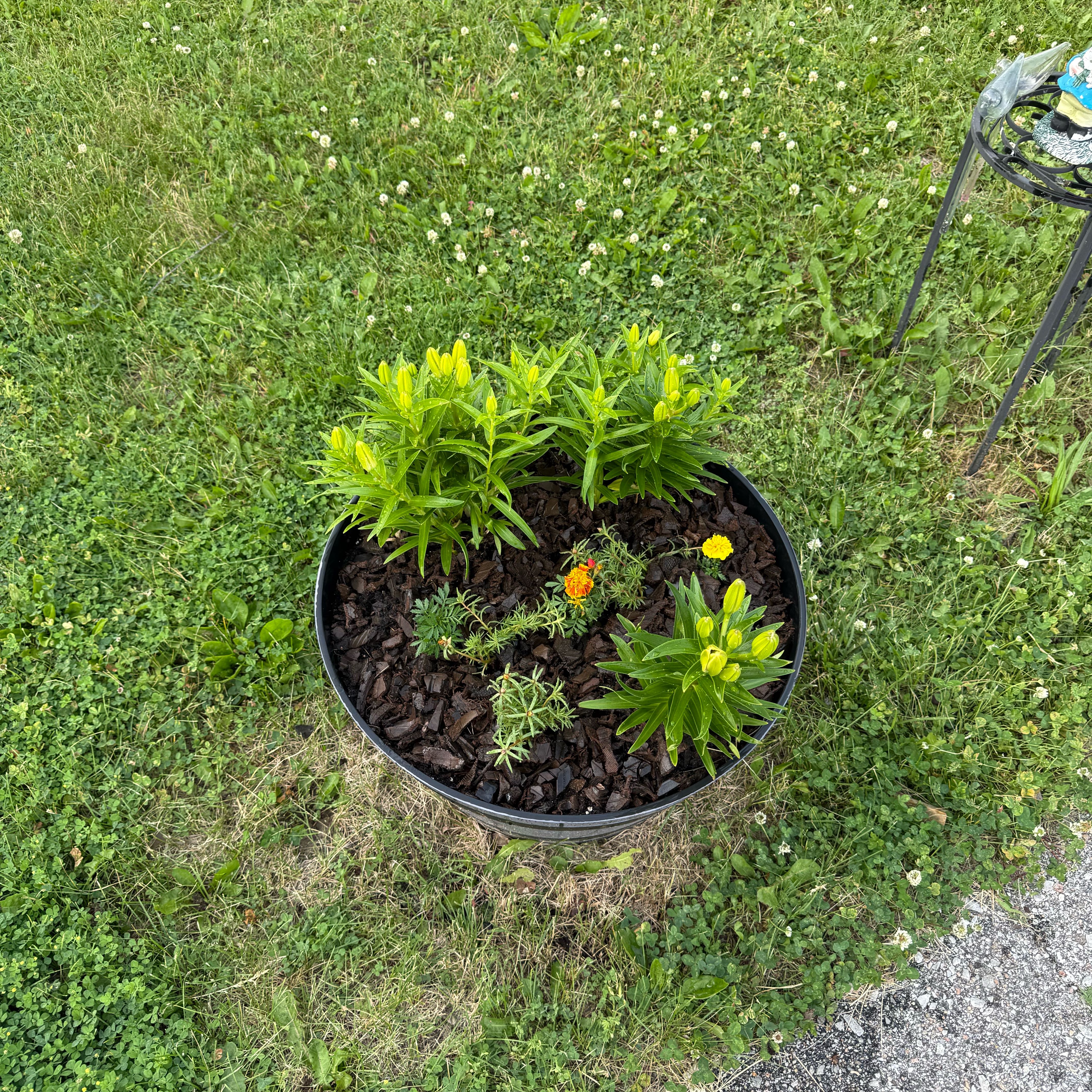 Photo of the plant species Easter Lily by @TryPalqui76 named Gates on Greg, the plant care app