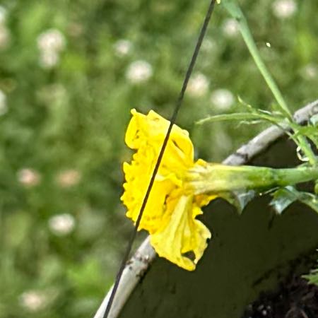 Photo of the plant species Mexican Palo Verde by @TryPalqui76 named Cleopatra on Greg, the plant care app