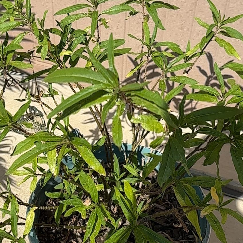 Photo of the plant species Common Gum Cistus by @RadiantIcarus99 named Tupot amaroot on Greg, the plant care app