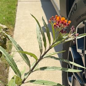 Photo of the plant species Scarlet Milkweed by @RadiantIcarus99 named Achilles on Greg, the plant care app