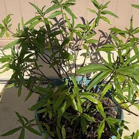 Photo of the plant species Oleander by @RadiantIcarus99 named Zeus on Greg, the plant care app