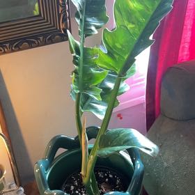Photo of the plant species Philodendron Ring Of Fire by @BusyCardoon47 named Foxy on Greg, the plant care app