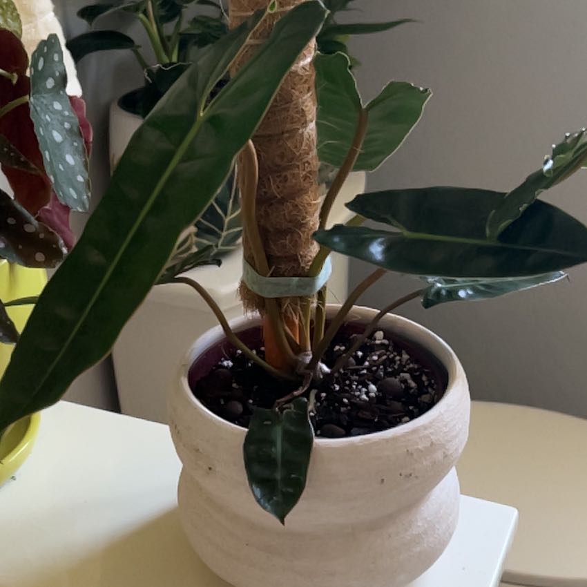 Photo of the plant species Philodendron billietiae by @BusyCardoon47 named Billie on Greg, the plant care app