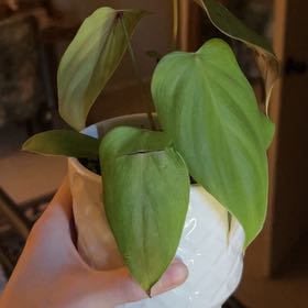 Photo of the plant species Philodendron Burle Marx by @BusyCardoon47 named Jane on Greg, the plant care app