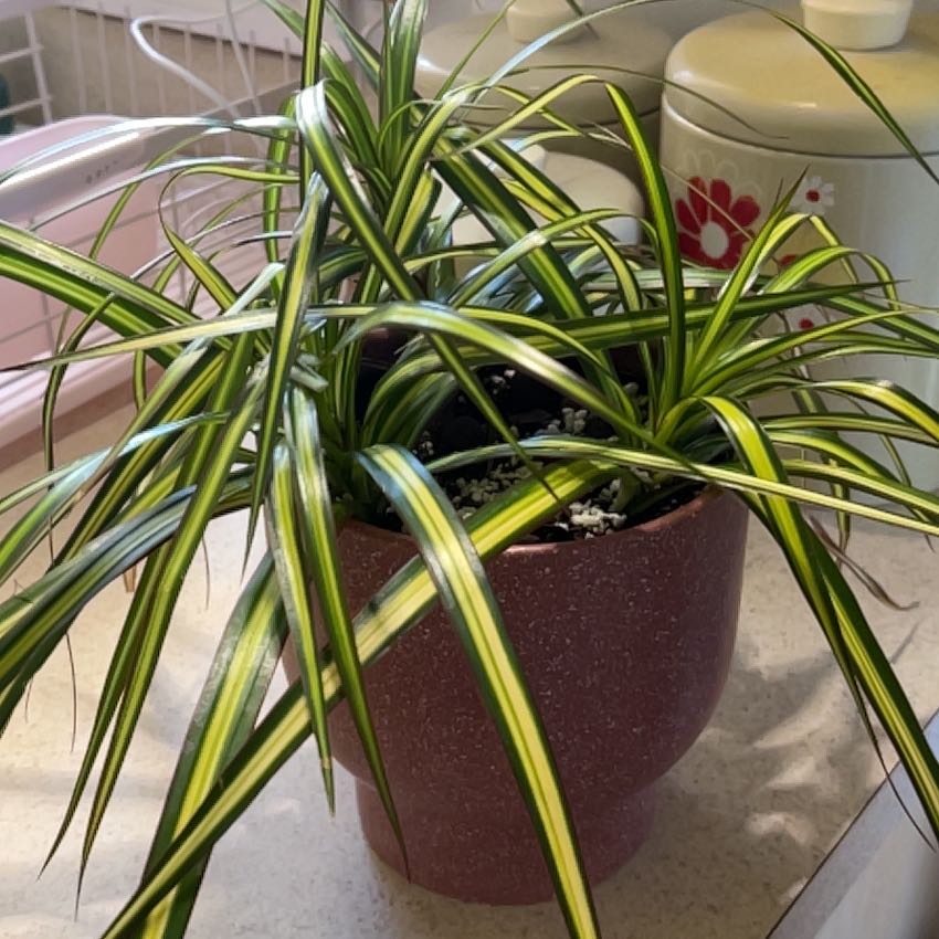 Photo of the plant species Kiwi Dracaena by @BusyCardoon47 named Freida on Greg, the plant care app