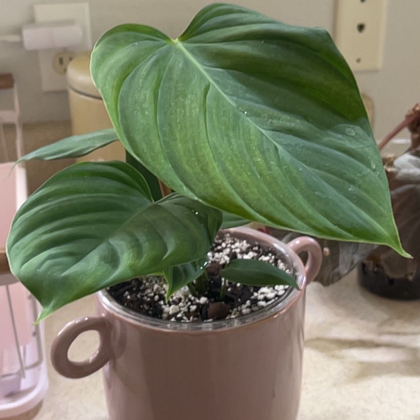Photo of the plant species Philodendron Fuzzy Petiole by @BusyCardoon47 named Fluffy on Greg, the plant care app