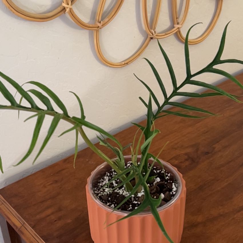 Photo of the plant species Rhipsalis baccifera by @BusyCardoon47 named Dorah on Greg, the plant care app